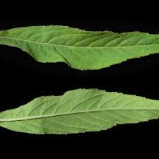 Image result for Ethulia conyzoides