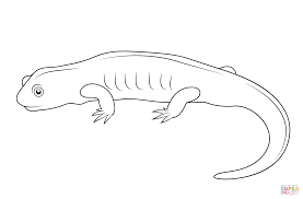 Newts are brightly colored salamanders. Salamander Coloring Page Free Printable Coloring Pages In 2021 Coloring Pages Free Printable Coloring Free Printable Coloring Pages
