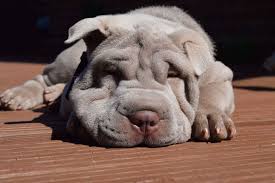 Not a solid color is a disqualifying fault. Shar Pei Borrowmydoggy Leaving Pawprints Of Happiness