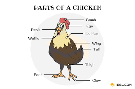 Cross section of an egg clipart etc. Parts Of A Chicken Useful Chicken Anatomy With Pictures 7esl