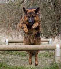 Pin By Big Barker Dog Beds On Big Dogs Rule German Shepherd Dogs German Shepherd Dogs Of The World