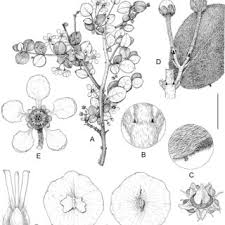 Image result for Flabellariopsis acuminata