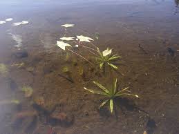 Image result for Fuirena sagittata