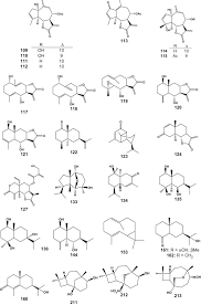 Image result for Pleiotaxis argentea