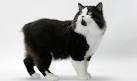 Cymric Cat Breed Profile | Petfinder