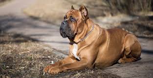 R/canecorso is a community open to discussion of the cane corso, whether you are new to the breed, looking to add one to your family or are an existing owner. Cane Corso Dog Breed Information The Ultimate Guide Breed Advisor