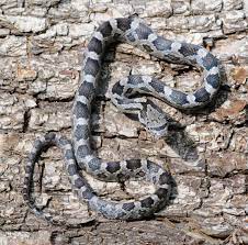 What are the most common snakes in georgia? State Laws Prohibit Killing Snakes In Georgia South Carolina