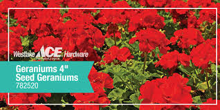 See more ideas about ace hardware, burien, spokane wa. Westlake Hardware On Twitter Geranium Alert Now Through May 14 4 Seed Geraniums Are On Sale Head To Westlake Ace Hardware To Get Your Seeds Today Https T Co Jxwgk5wstb Https T Co Ehklcikbbz