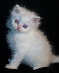 Exotic persian kitten available.kitten is vaccinated, vet checked, dewormed.please only contact me if you are genuinely interested and willing to come view the vet checked, inoculated and dewormed. Doll Face Persian Kittens For Sale In Bellvue Colorado Classified Americanlisted Com