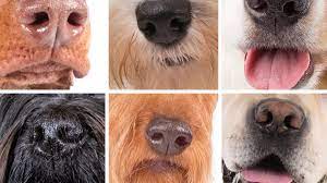 Even though each species has its own distinct looks and characteristics. Can You Guess The Dog Breed By Its Nose American Kennel Club