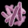 Salmonella enteritidis (se) is one of the most common serotypes of salmonella bacteria reported worldwide. Https Encrypted Tbn0 Gstatic Com Images Q Tbn And9gcrefm0uebbyz7i Txi Vmkqy1txyhshfrtcm51aqw944jzyfpgs Usqp Cau