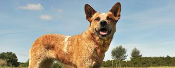 Check spelling or type a new query. Australian Kelpie Breed Facts And Temperament Pet Side