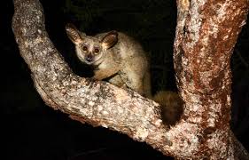 In general, sense of touch and hearing is well developed in nocturnal animals than that in diurnal animals. 12 Nocturnal Animals To Look For On An African Safari