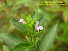 Image result for Hygrophila