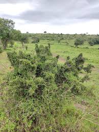 Image result for Embelia schimperi