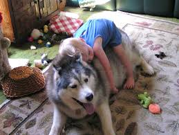 These 16 Dogs Cuddle With Babies And It S Absolutely Perfect Give It Love