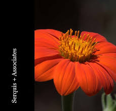 Visit this page to learn about the business and what locals in santa fe have to say. Serquis Associates By Solange Serquis Blurb Books Uk