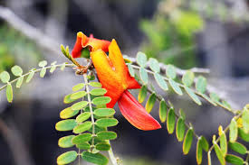 Image result for Sesbania sericea