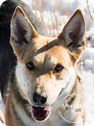A healthy and happy dog is the most important thing. Iowa Dixie Is A Spayed Shepherd Australian Cattle Dog Mix All I Know Is I Want Work I N Australian Cattle Dog Mix German Shepherd Dogs Cattle Dogs Mix