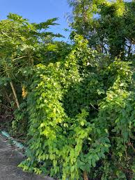 Image result for Mucuna glabrialata