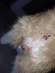 Is This Normal Picture Of Cat S Balls Post Neuter Ickyness Trigger Babycenter
