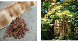 Image result for Albizia lebbeck