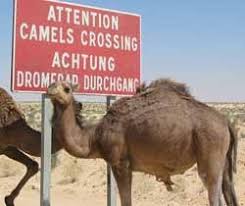 Maybe you would like to learn more about one of these? What Features On The Camel S Face Would Protect It During A Sand Storm Quora
