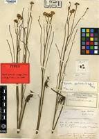 Image result for Nidorella spartioides