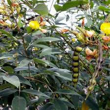 Image result for Cajanus cajan