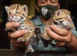 Dalam artikel ini kami akan membahas apa saja kebudayaan yang ada di provinsi ini mulai dari rumah. 7 Jenis Kucing Hutan Yang Paling Populer Dan Cara Memeliharanya