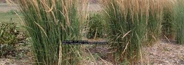 Feather reed grass 'karl foerster', calamagrostis 'stricta'. Calamagrostis Feather Reed Grass Calamagrostis Acutiflora Karl Foerster
