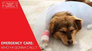 > take injured animal to pet clinic care hospital > vet doctor will do first aid checkup > choose from a variety of medical test diagnosis > dispense. Pet Er Who You Gonna Call Grantview Animal Hospital St Louis Missouri