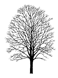 Free vector silhouettes for commercial use in.svg and.png format with a transparent background. Gr08 Acer Rub Silhouette Gif Trees Red Maple Tree Maple Tree Tree Silhouette