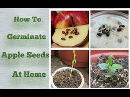 Many new varieties are genetic mutations that have occurred on established trees. Apple Seeds Germination At Home Step By Step Easy Process Youtube Apple Tree From Seed Apple Plant Growing Fruit Trees