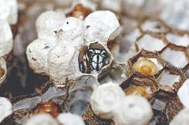 At pest control inc., our comprehensive stinging. How To Get Rid Of Bald Faced Hornets Control Removal