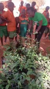 Image result for Mimusops obtusifolia