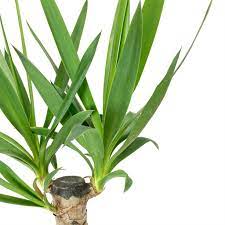 You say that you never fertilize it, well that might be one cause of a bit yellowing leaves. Yucca Elephantipes Spineless Yucca House Plants Hortology