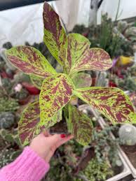 Image result for Synadenium