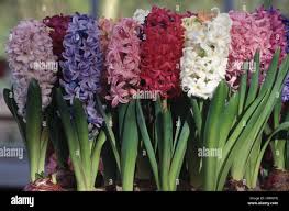 Image result for Hyacinthaceae