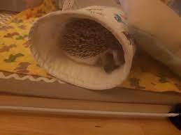 Txt soobin blue hour concept / teaser r. Ally On Twitter The Rest Of Txt Soobin Here S My New Pet Hedgehog Https T Co Y2dyf4vzzq