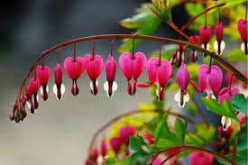 Unlike a fibrous root system, this plant family has a rhizomatous root system, which is really an underground fleshy storage organ. How To Grow Bleeding Heart Flowers Urban Garden Gal