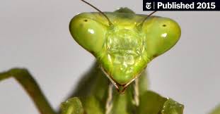 Check spelling or type a new query. A Praying Mantis S Spin On Body Control The New York Times