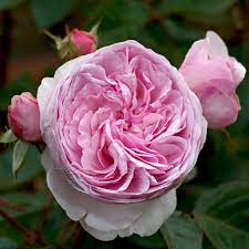 The poet's wife (auswhirl) new 2019: Olivia Rose Austin