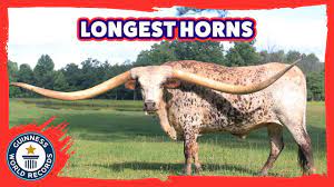 They are a small to medium framed cattle breed with a typical cattle blockish body that is well defined with a medium sized rectangular face and slightly upturned snout. Guinness World Record For Longest Horn Span Goes To Texas Longhorn From Alabama Npr
