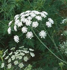 Ammi Majus Flower Meaning Best Flower Wallpaper
