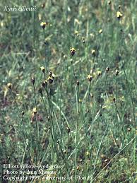 Image result for Xyris