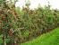 Indoor Dwarf Fruit Trees