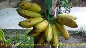 Check spelling or type a new query. Ciri Ciri Pisang Mas Harganya Di Pasaran Gambarnya Dan Perbedaan Pisang Mas Dan Pisang Muli Jenis Pisang Dan Manfaatnya