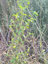 Image result for Corchorus schimperi