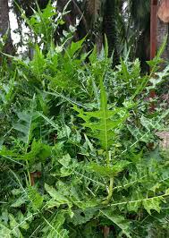 Image result for Acanthus montanus